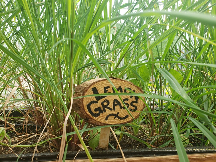 Lemongrass won't survive a Colorado winter, so the Broadmoor grows it in greenhouses. - LINNEA COVINGTON