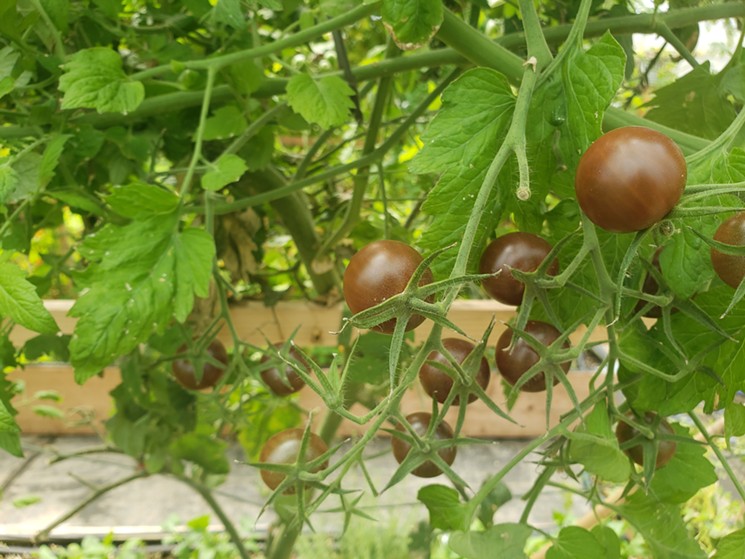 Tomatoes growing at the Broadmoor. - LINNEA COVINGTON