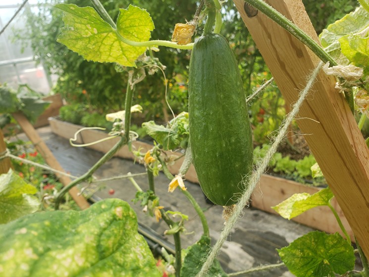 A cucumber ready for plucking. - LINNEA COVINGTON