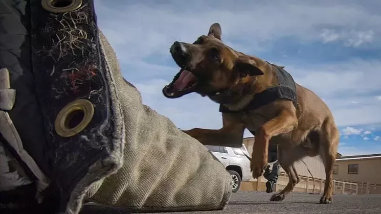 This photo of Lakewood Police K-9 Finn about to sink its teeth into a simulated "bad guy" was posted on the department's Facebook page in April. - LAKEWOOD POLICE DEPARTMENT