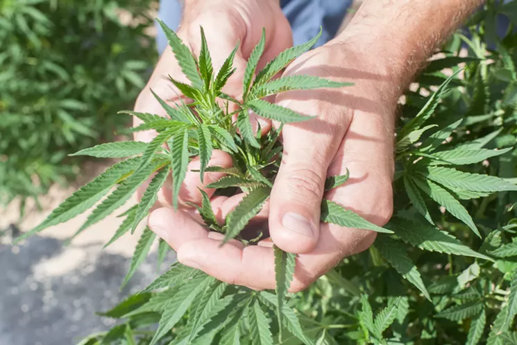Checking out the plants at Veritas Farms, a hemp cultivation in southern Colorado. - JACQUELINE COLLINS
