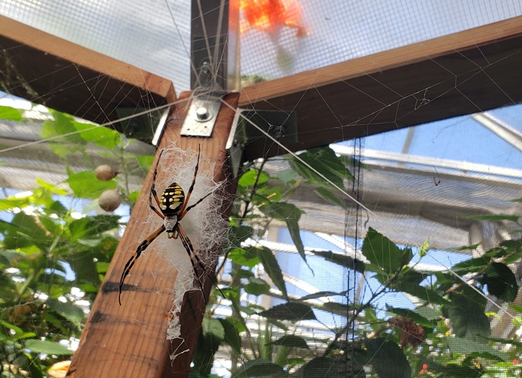 Spiders are nature's perfect scary thing for Halloween fun, and you can see them at the Butterfly Pavilion. - LINNEA COVINGTON