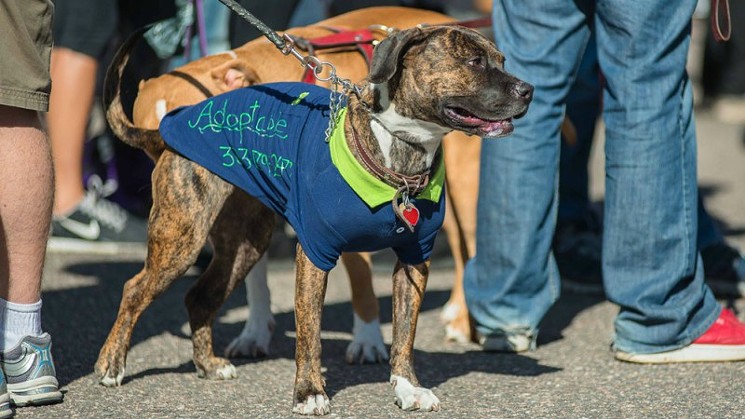 A photo from our slideshow "Parade of Pit Bulls 2013." - PHOTO BY DARIAN SIMON