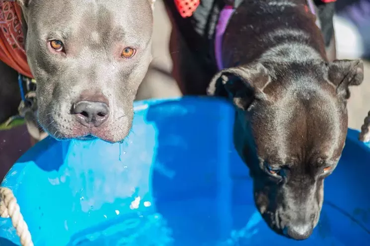 A photo from our slideshow "Parade of Pit Bulls 2013." - PHOTO BY DARIAN SIMON