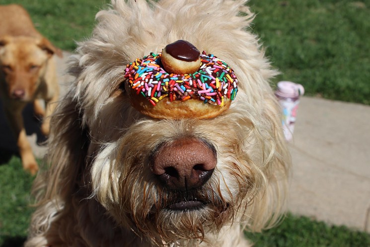 Every dog has his doughnut. - TORI BUEHNER