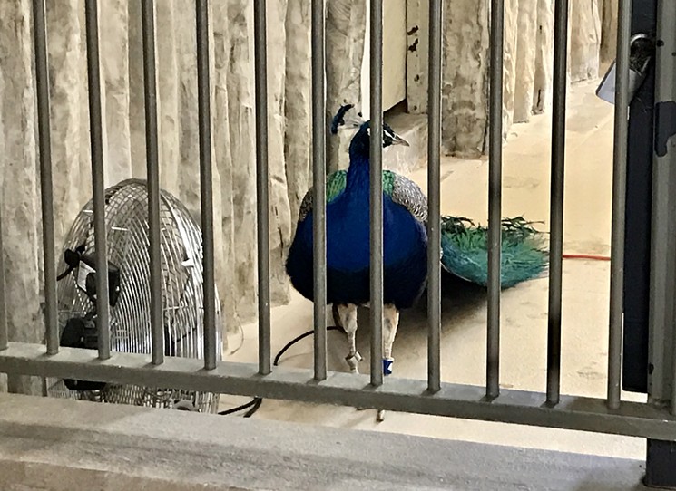 Sam the peacock no longer has a home in the giraffe exhibit. - JONATHAN SHIKES