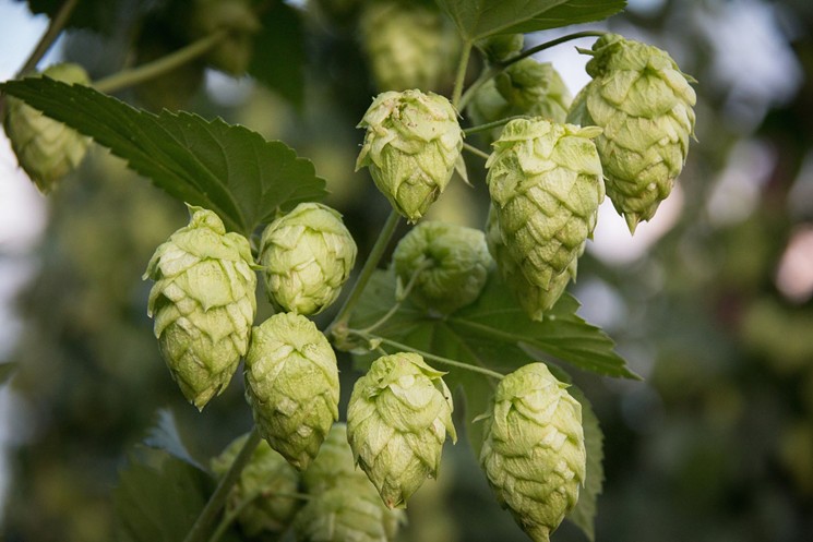 Fresh hops are harvested and added to a brew within hours. - HIGH WIRE HOPS