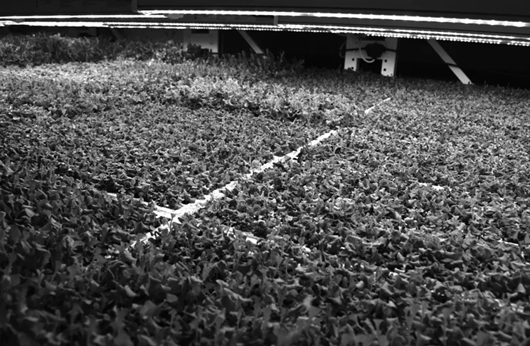 Once planted, the greens stay in these trays their entire life as a way to minimize labor and risk for contamination. - CLAIRE DUNCOMBE