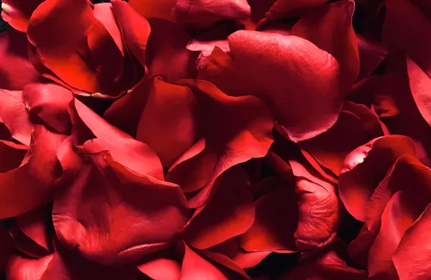 UNSPLASH/RENÉ PORTER