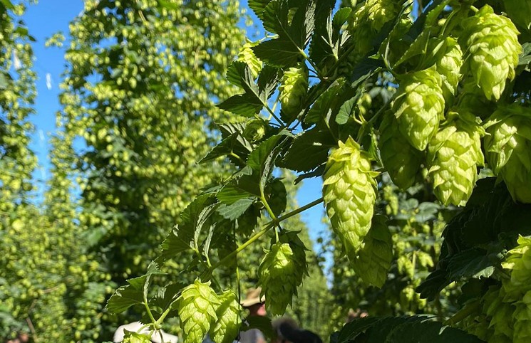 Mac Hops is one of nearly thirty growers that belong to the NZ Hops association in New Zealand. - NZ HOPS LTD