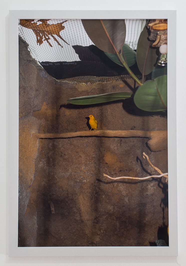 Matt Pevear, “Untitled,” 2019, color inkjet print from Splendid Tree Frog. - COURTESY OF MATT PEVEAR
