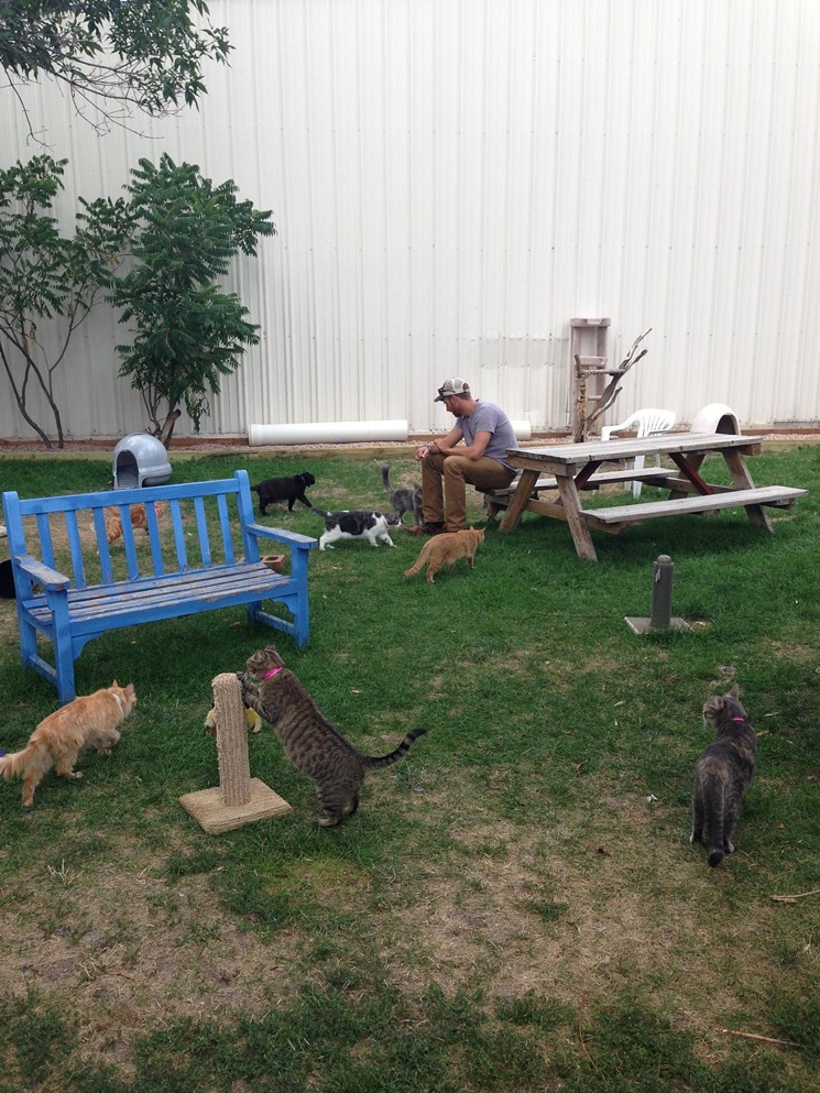 Matthew Pevear with a lot of cats. - COURTESY OF MATT PEVEAR