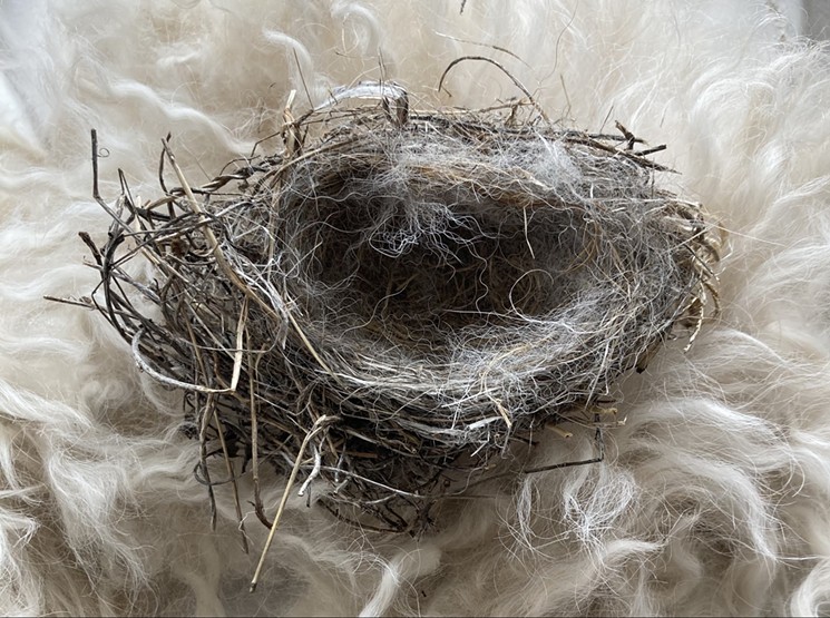 "Bird’s Nest and Goldendoodle Fur," by Meagen Svendsen. - MEAGEN SVENDSEN