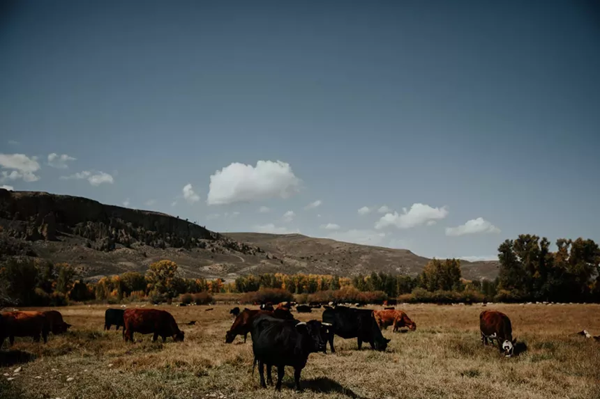 Parker Pastures in Gunnison is verified as a regenerative producer by Land to Market. - COURTESY OF LAND TO MARKET