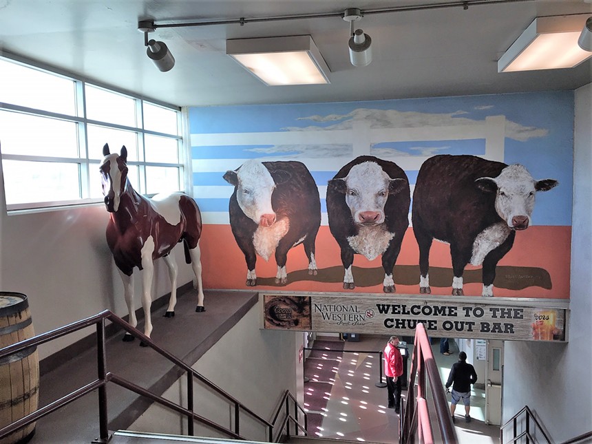Scout at the Denver Coliseum next to the cow mural “Hereford Cows” by Denver artist Steven Altman. - DENVER ARTS & VENUES