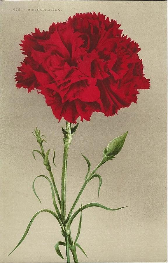 Colorado once had a booming carnations industry. - WIKIMEDIA COMMONS