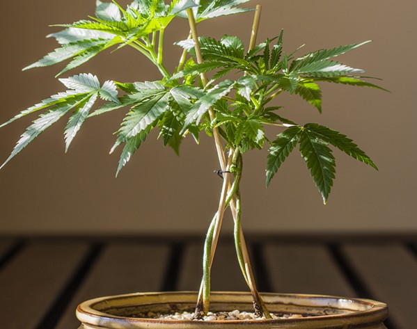 Cannabis bonsais require more disciplined training than pot plants grown for yield. - GETTY/SERGIO LACUEVA