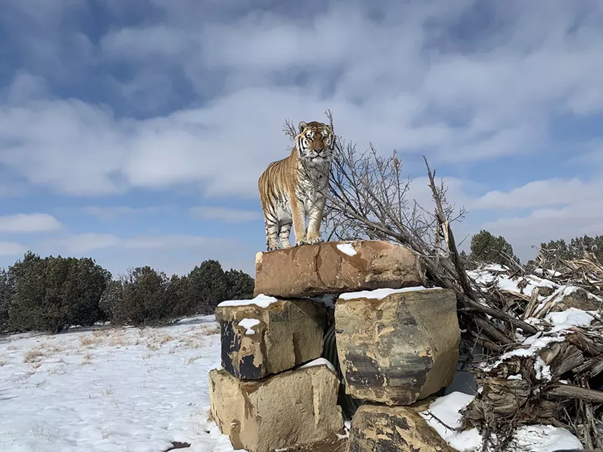 wild animal sanctuary tiger