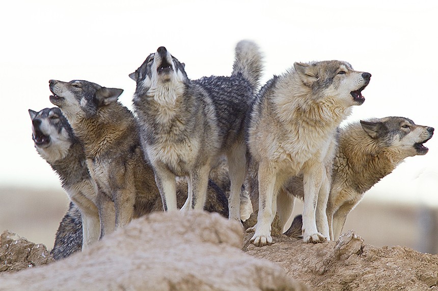 Wild Animal sanctuary wolves