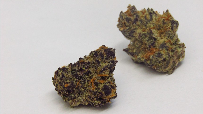 Purple Punch, a popular strain among dispensary shoppers