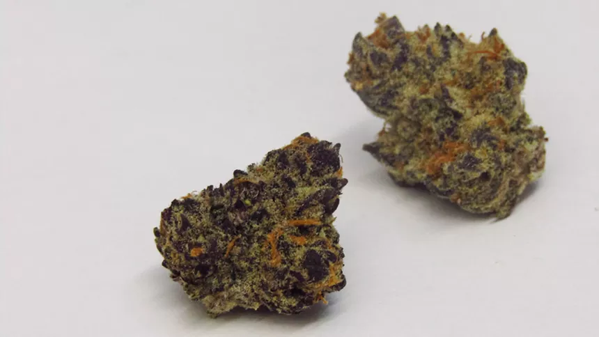 Purple Punch, a popular strain among dispensary shoppers