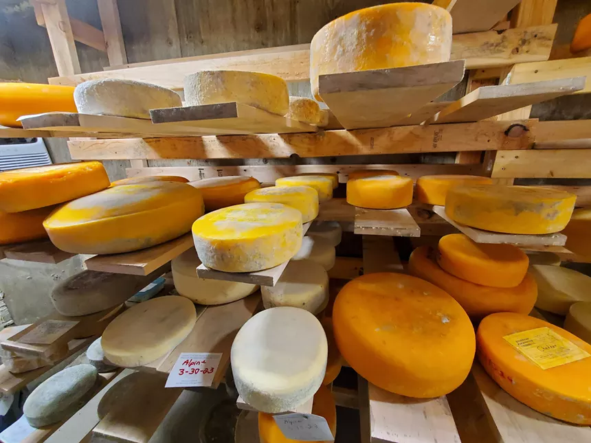 cheeses on a shelf aging in a cheese cave