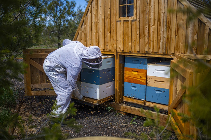 Charlie Peterson puts the healthiest hives in the ranch's bee huts.