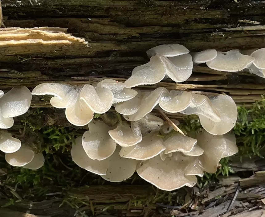 shiny, flat white mushrooms growing on a log