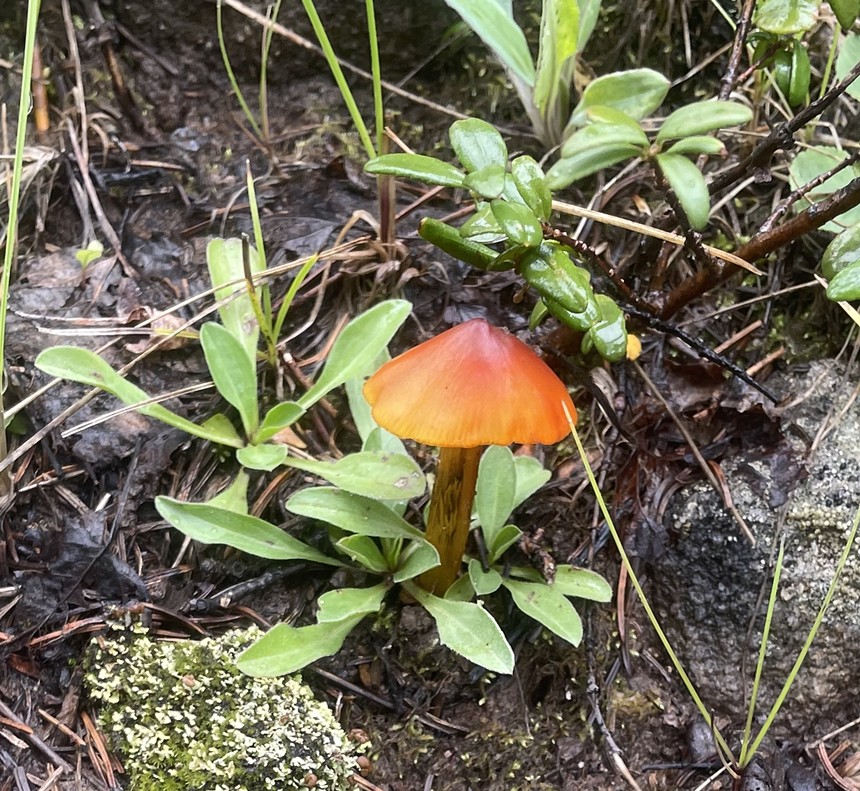 a small mushroom with an orange cap growing in dirt