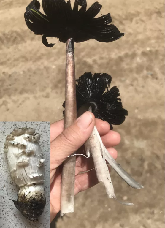 a hand holding two mushrooms with long white stems and black tops