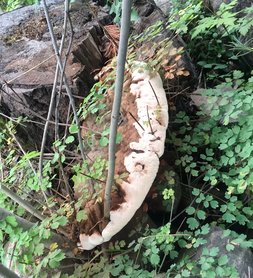 a large white mushrooms growing on a tree stump