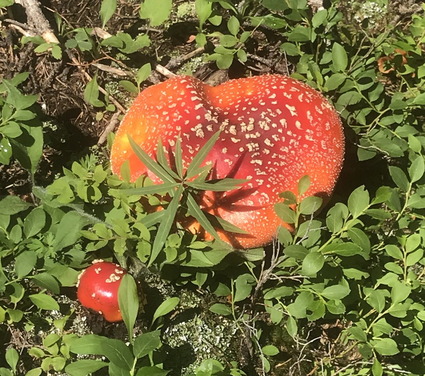 two red-topped mushrooms with white spots