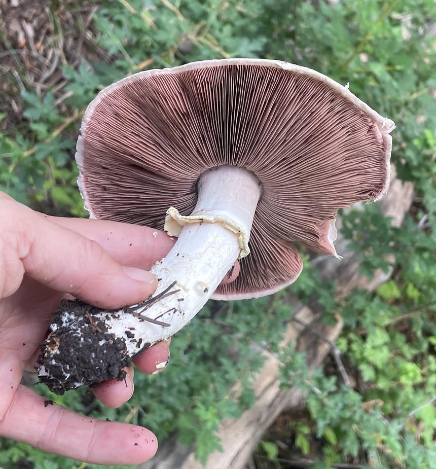 a hand holding a white-capped mushrom with brown-ish gills
