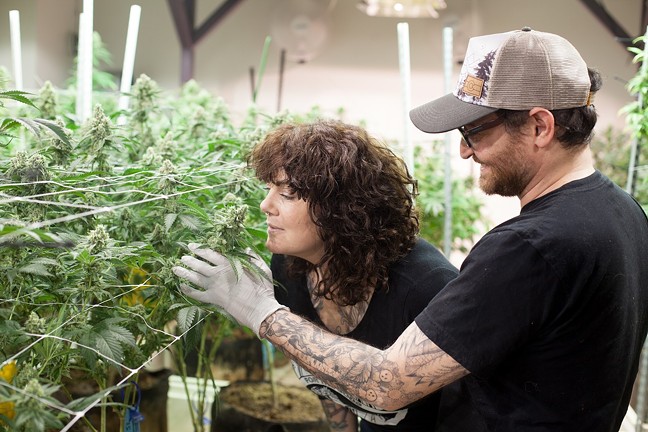 Alpinstash growers sniff cannabis buds