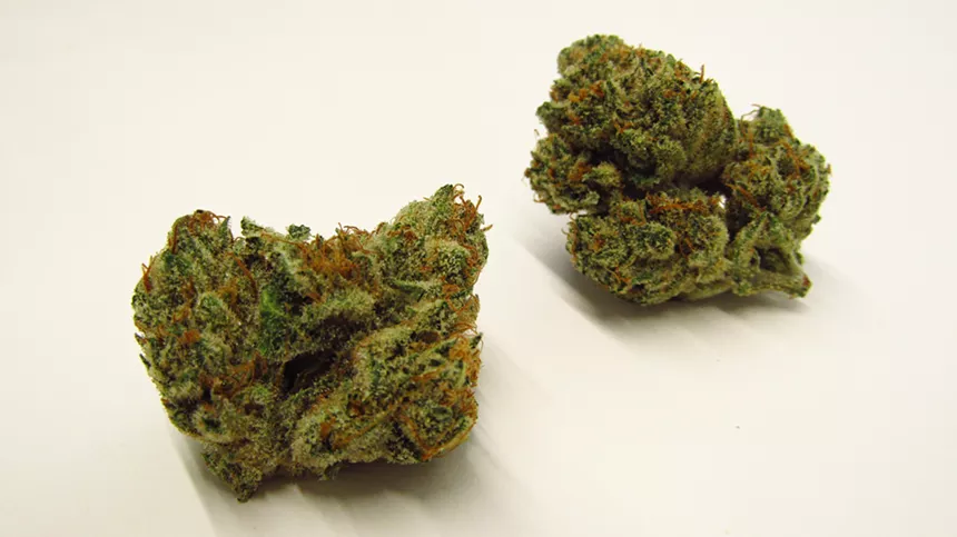 Forbidden fruit marijuana buds