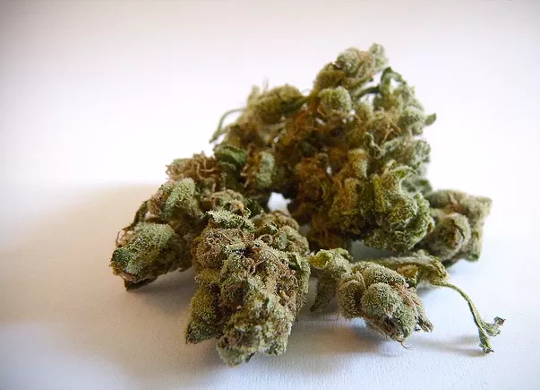 Sour Diesel cannabis