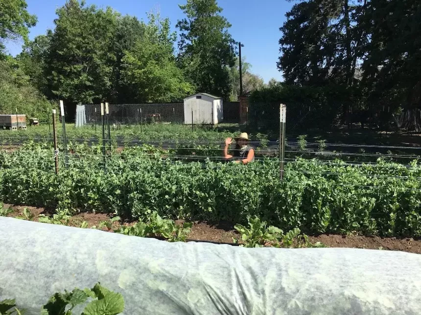 a smiling farmer waves over basil plants