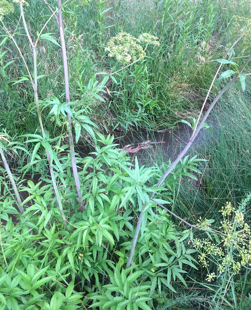 Spotted water hemlock