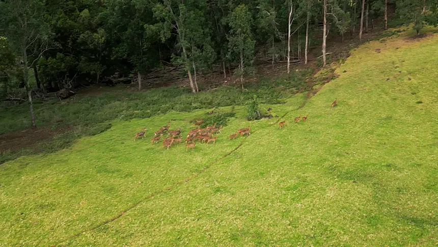 deer in a field