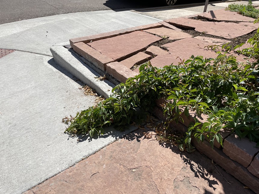 Weeds growing in Denver, Colorado, which got hit with heavy rain in early summer.