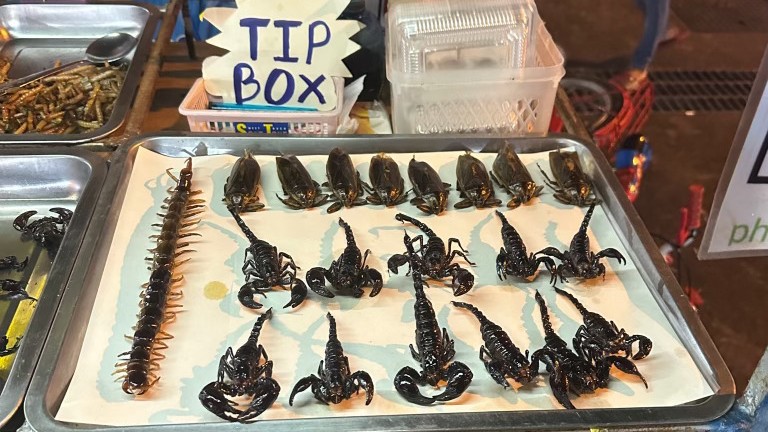 scorpions on a tray