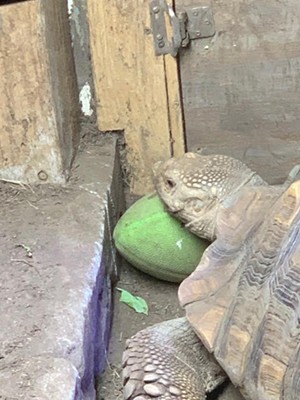 A turtle rests its head on a green football covered in dirt.