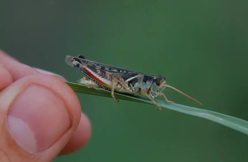 A grasshopper sits on a blade of grass