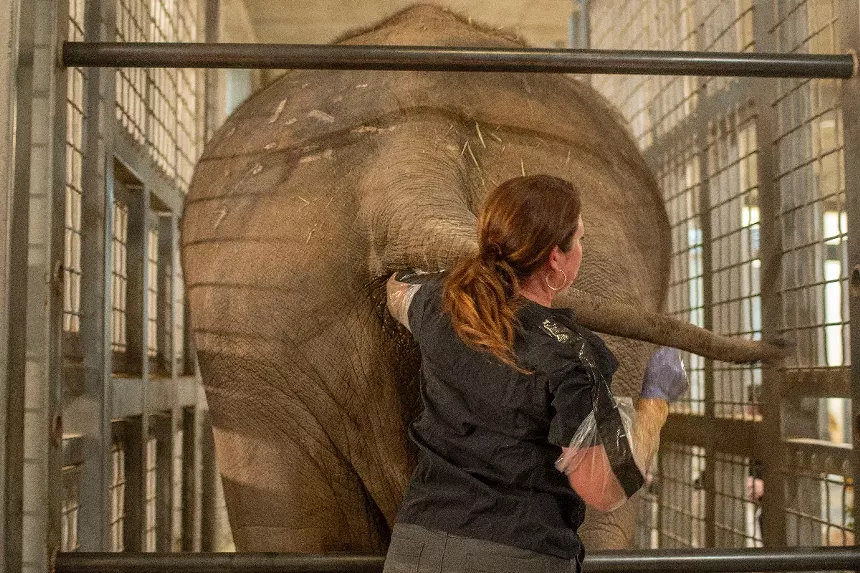 elephant with trainer with hand up rectum.