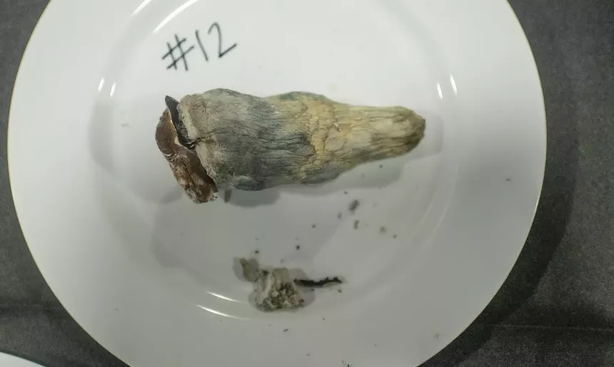 large psilocybin mushroom