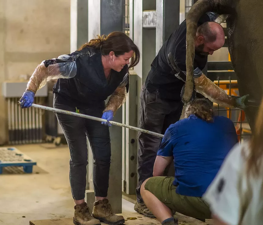 zoo staffers with elephant