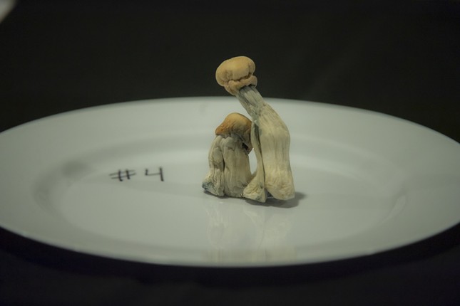 Two psilocybin mushrooms on a plate