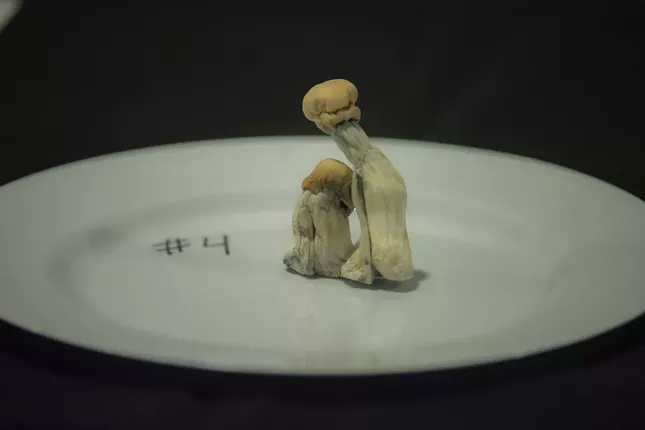 Two psilocybin mushrooms on a plate