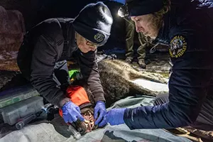 Two women examining a gray wolf.