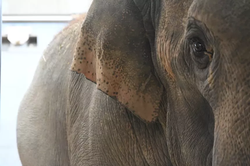 Jake the elephant will be a father.